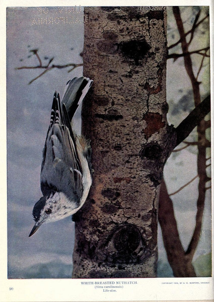 Birds of Buzzard's RoostIndianapolis, Ind.,Scott-Miller Company,1907. | Birds Indiana "University of California Libraries" | Vintage Print Reproduction 462642