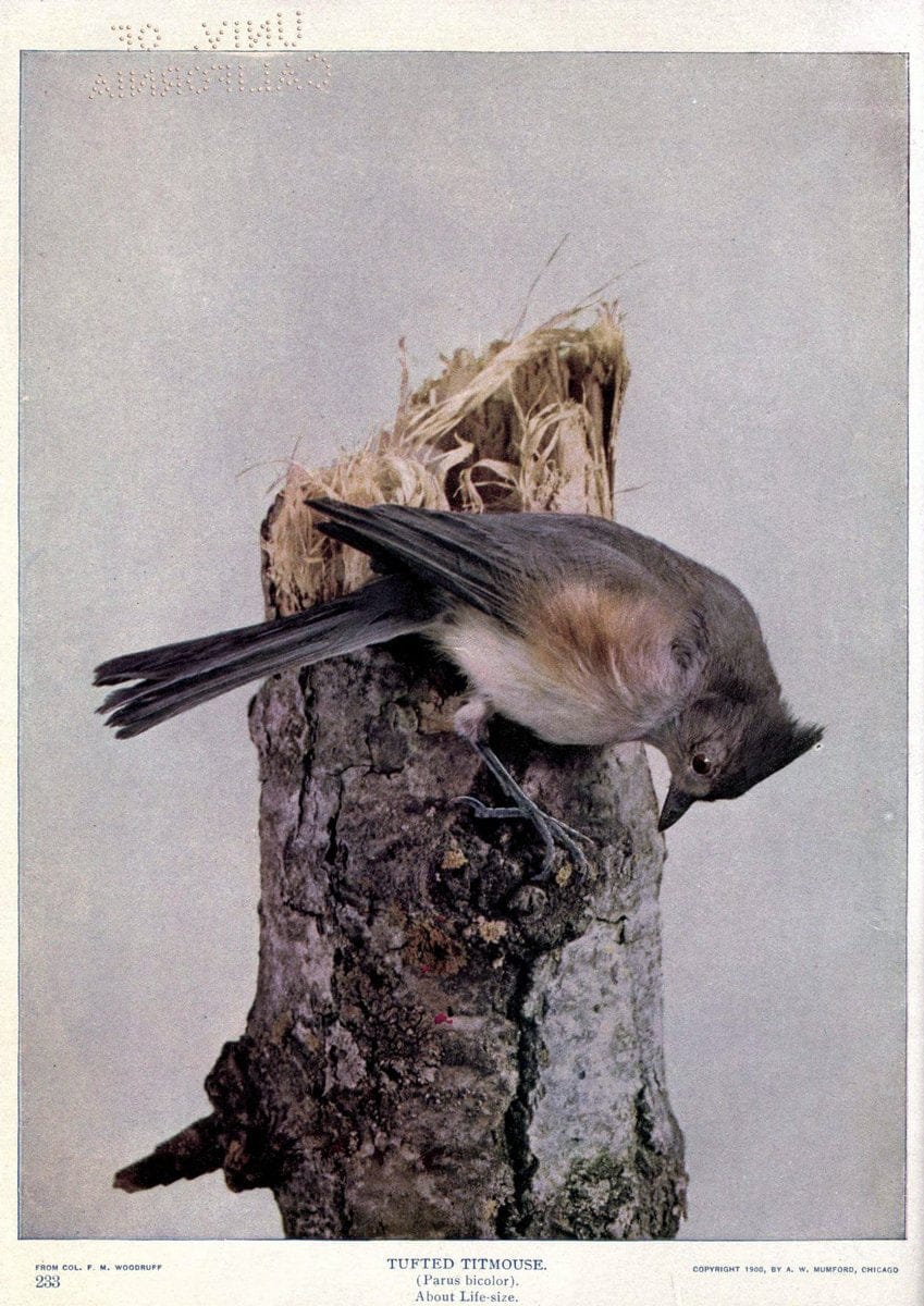 Birds of Buzzard's RoostIndianapolis, Ind.,Scott-Miller Company,1907. | Birds Indiana "University of California Libraries" | Vintage Print Reproduction 462643