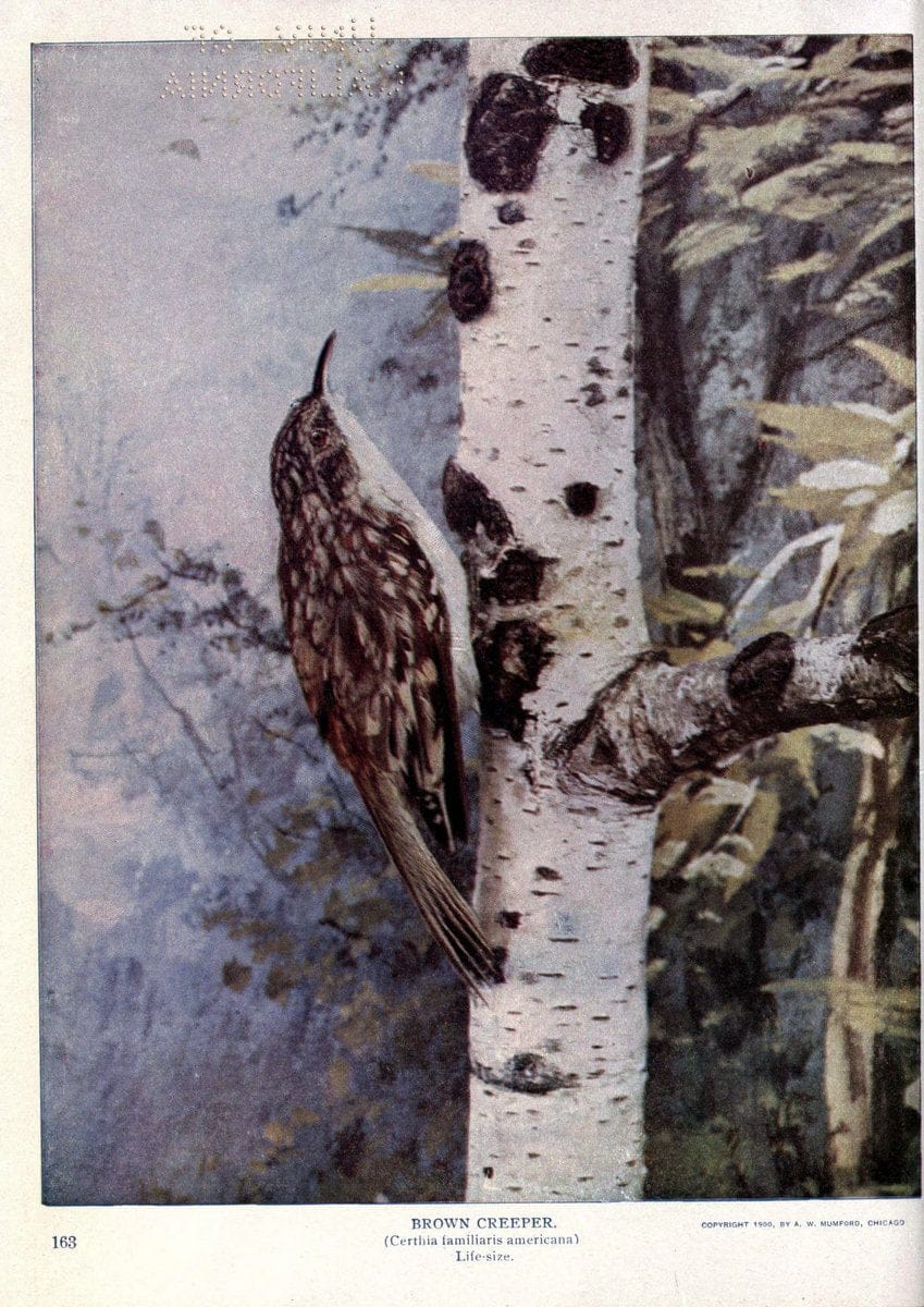 Birds of Buzzard's RoostIndianapolis, Ind.,Scott-Miller Company,1907. | Birds Indiana "University of California Libraries" | Vintage Print Reproduction 462644