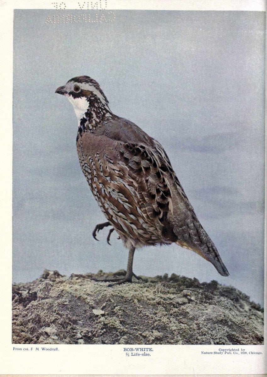 Birds of Buzzard's RoostIndianapolis, Ind.,Scott-Miller Company,1907. | Birds Indiana "University of California Libraries" | Vintage Print Reproduction 462645