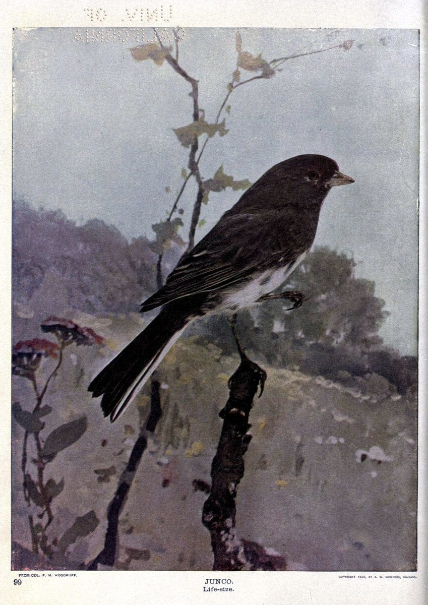 Birds of Buzzard's RoostIndianapolis, Ind.,Scott-Miller Company,1907. | Birds Indiana "University of California Libraries" | Vintage Print Reproduction 462646