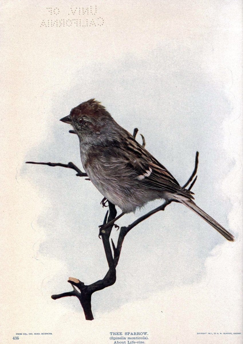 Birds of Buzzard's RoostIndianapolis, Ind.,Scott-Miller Company,1907. | Birds Indiana "University of California Libraries" | Vintage Print Reproduction 462647