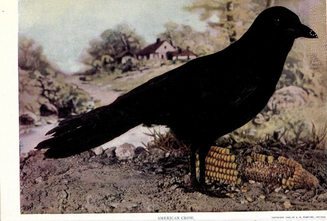 Birds of Buzzard's RoostIndianapolis, Ind.,Scott-Miller Company,1907. | Birds Indiana "University of California Libraries" | Vintage Print Reproduction 462648