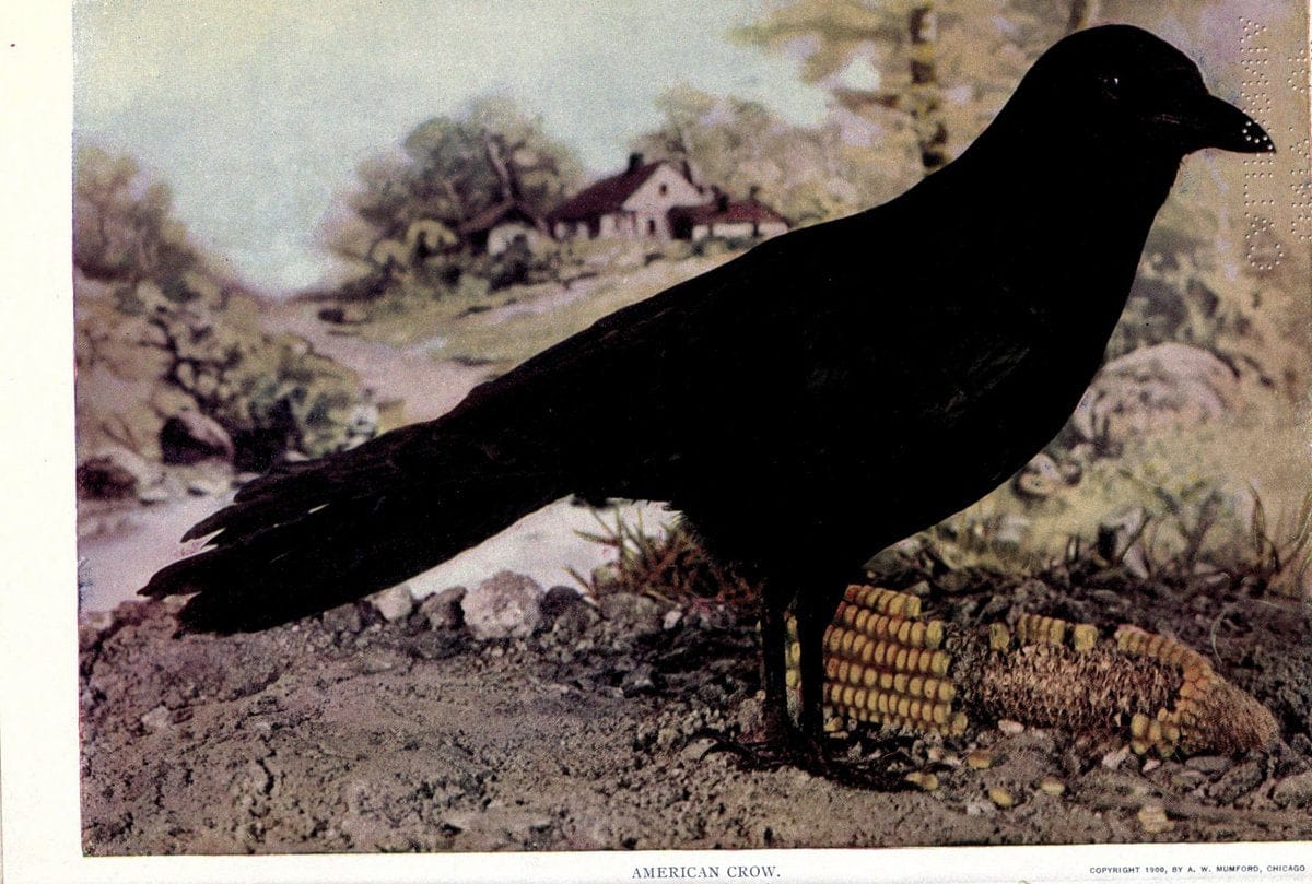 Birds of Buzzard's RoostIndianapolis, Ind.,Scott-Miller Company,1907. | Birds Indiana "University of California Libraries" | Vintage Print Reproduction 462648