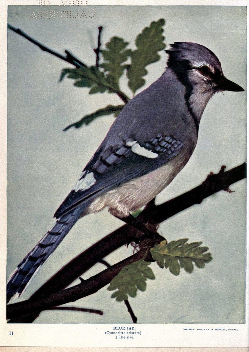 Birds of Buzzard's RoostIndianapolis, Ind.,Scott-Miller Company,1907. | Birds Indiana "University of California Libraries" | Vintage Print Reproduction 462649