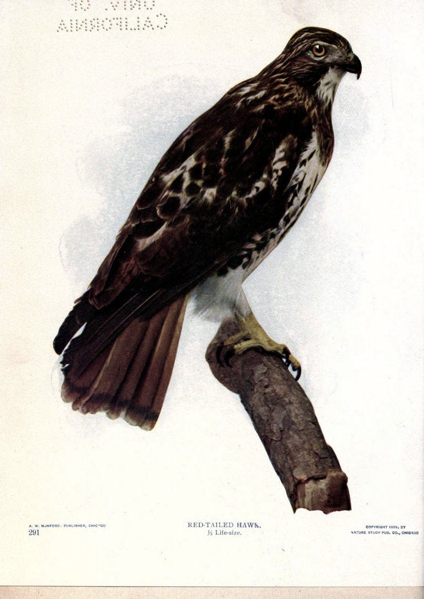 Birds of Buzzard's RoostIndianapolis, Ind.,Scott-Miller Company,1907. | Birds Indiana "University of California Libraries" | Vintage Print Reproduction 462650