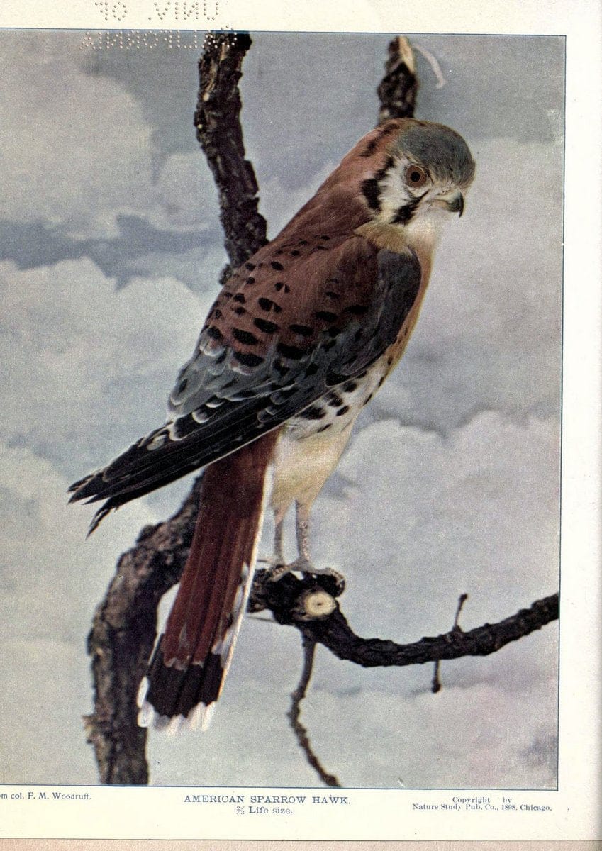 Birds of Buzzard's RoostIndianapolis, Ind.,Scott-Miller Company,1907. | Birds Indiana "University of California Libraries" | Vintage Print Reproduction 462651