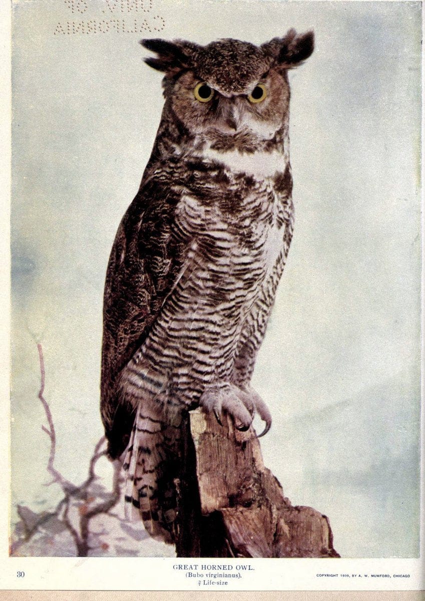 Birds of Buzzard's RoostIndianapolis, Ind.,Scott-Miller Company,1907. | Birds Indiana "University of California Libraries" | Vintage Print Reproduction 462652