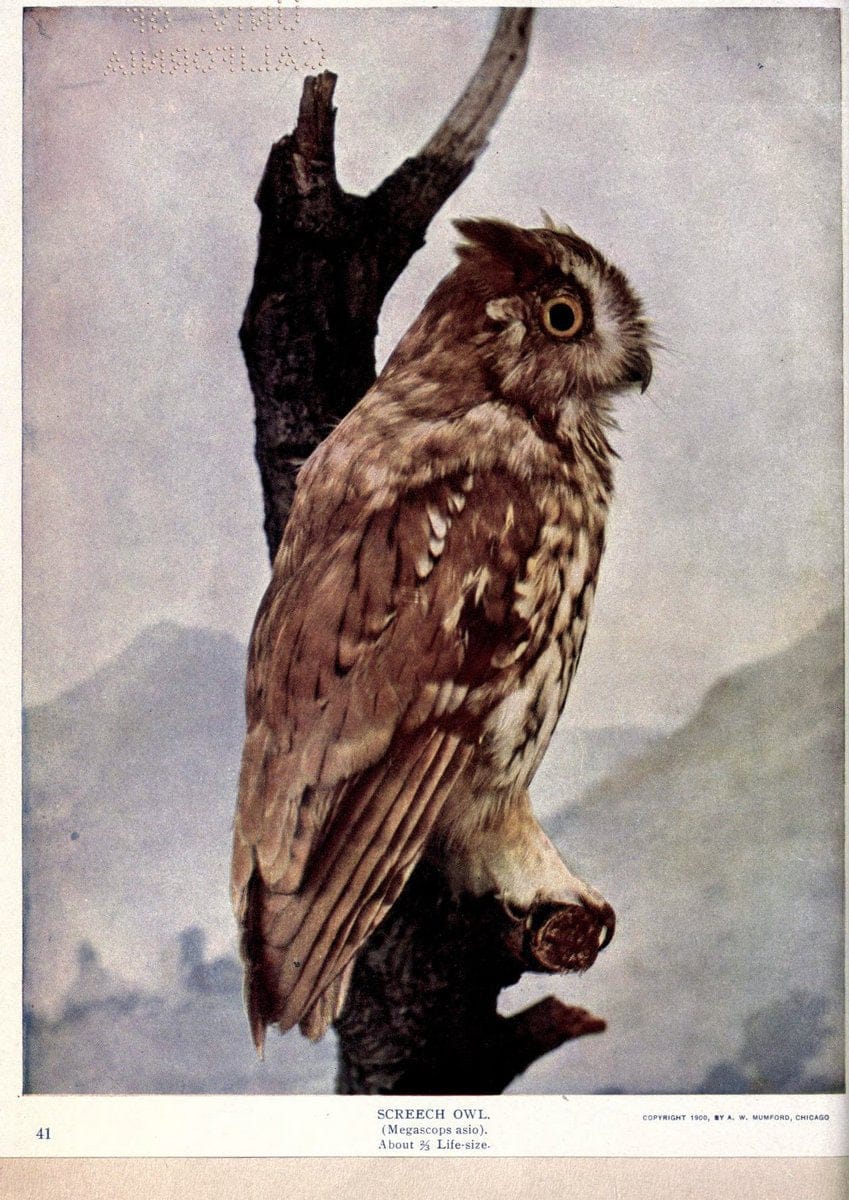 Birds of Buzzard's RoostIndianapolis, Ind.,Scott-Miller Company,1907. | Birds Indiana "University of California Libraries" | Vintage Print Reproduction 462653