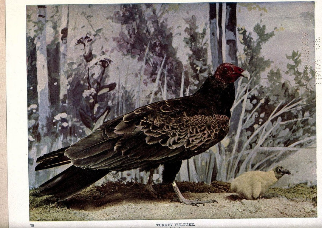 Birds of Buzzard's RoostIndianapolis, Ind.,Scott-Miller Company,1907. | Birds Indiana "University of California Libraries" | Vintage Print Reproduction 462654