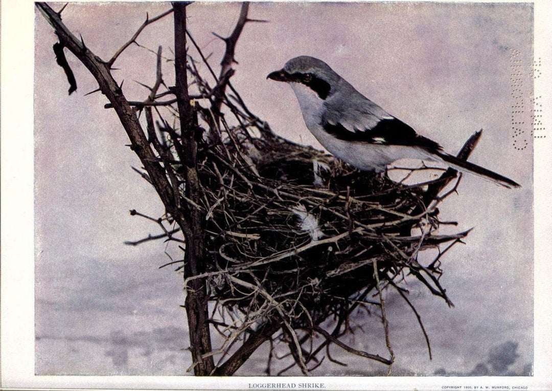 Birds of Buzzard's RoostIndianapolis, Ind.,Scott-Miller Company,1907. | Birds Indiana "University of California Libraries" | Vintage Print Reproduction 462655