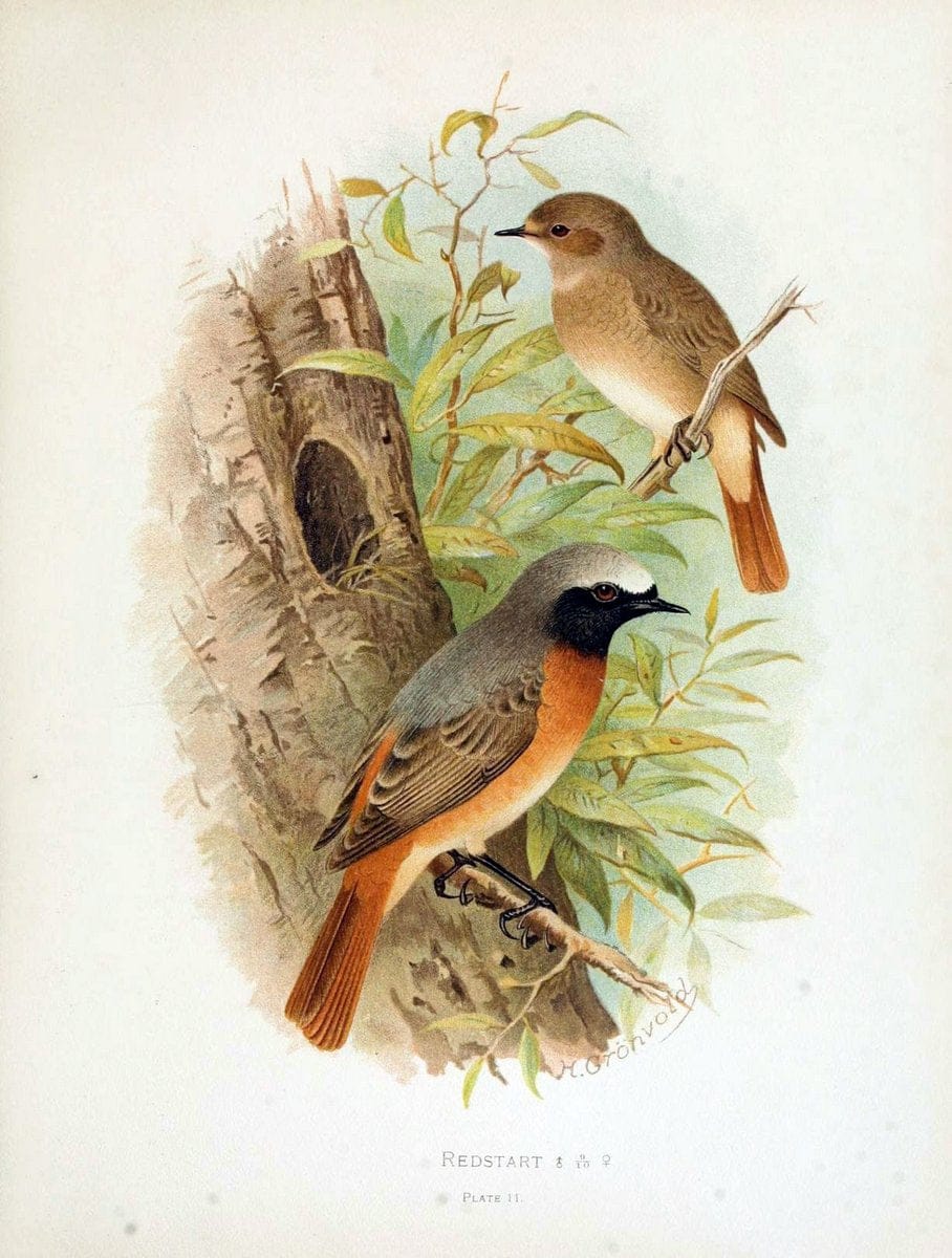 Birds of Great Britain and Ireland, Order Passeres,.London :Caxton Pub. Co.,[1907-08]. |  | Vintage Print Reproduction 462656