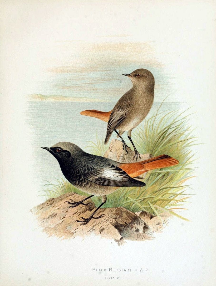 Birds of Great Britain and Ireland, Order Passeres,.London :Caxton Pub. Co.,[1907-08]. |  | Vintage Print Reproduction 462657