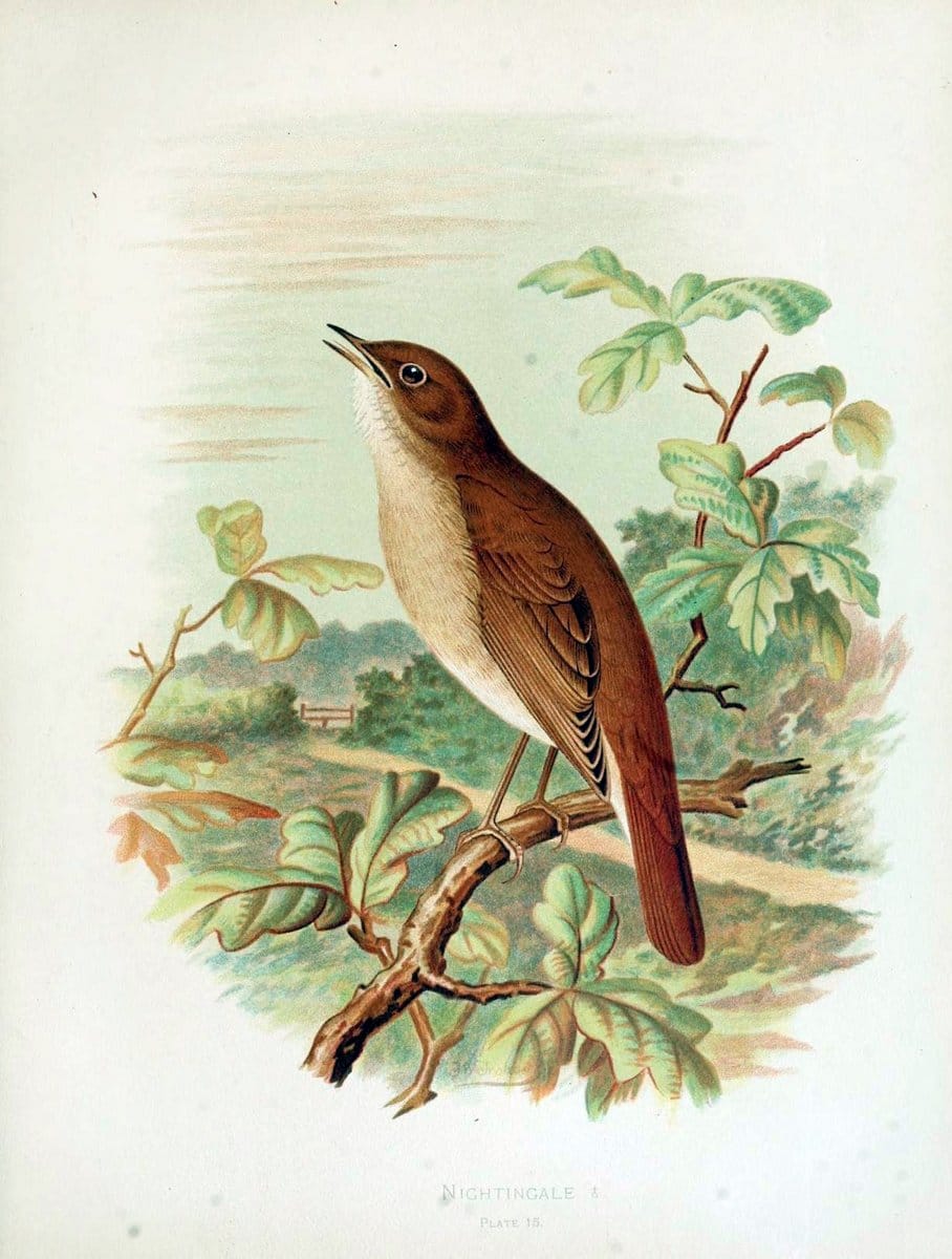 Birds of Great Britain and Ireland, Order Passeres,.London :Caxton Pub. Co.,[1907-08]. |  | Vintage Print Reproduction 462658