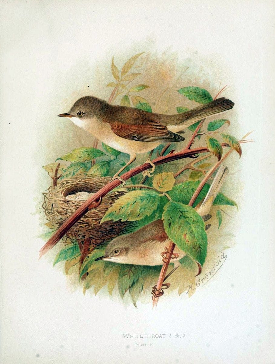Birds of Great Britain and Ireland, Order Passeres,.London :Caxton Pub. Co.,[1907-08]. |  | Vintage Print Reproduction 462660