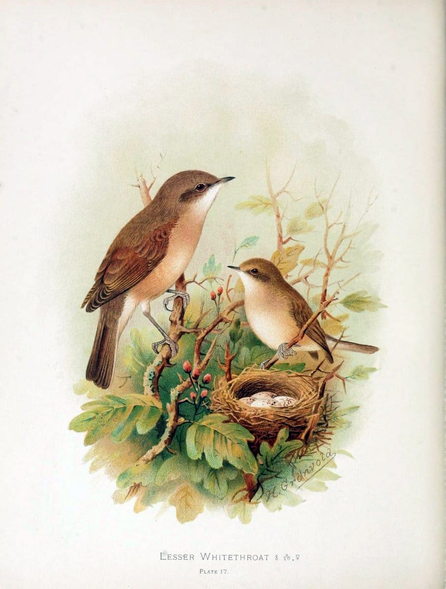Birds of Great Britain and Ireland, Order Passeres,.London :Caxton Pub. Co.,[1907-08]. |  | Vintage Print Reproduction 462661