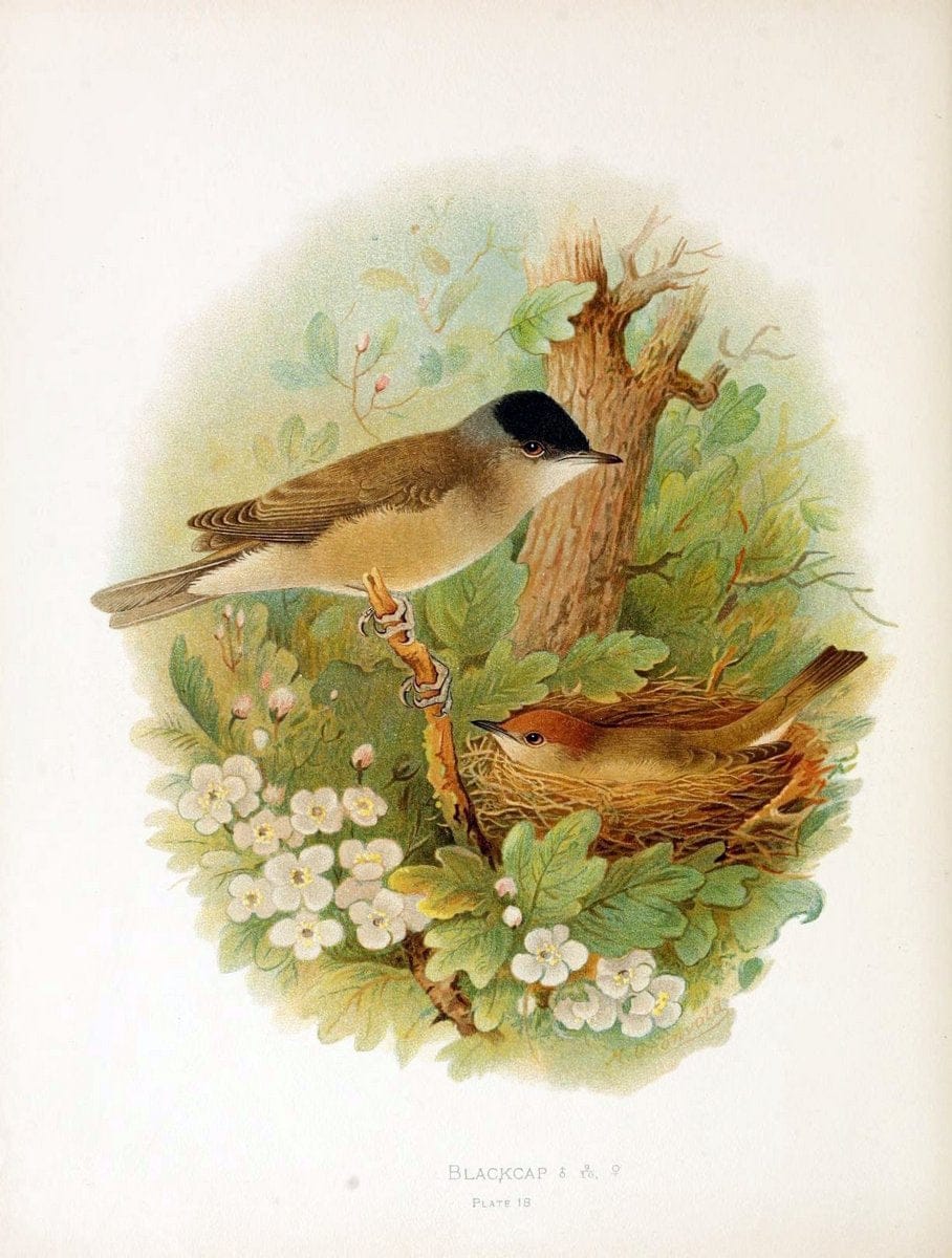 Birds of Great Britain and Ireland, Order Passeres,.London :Caxton Pub. Co.,[1907-08]. |  | Vintage Print Reproduction 462662