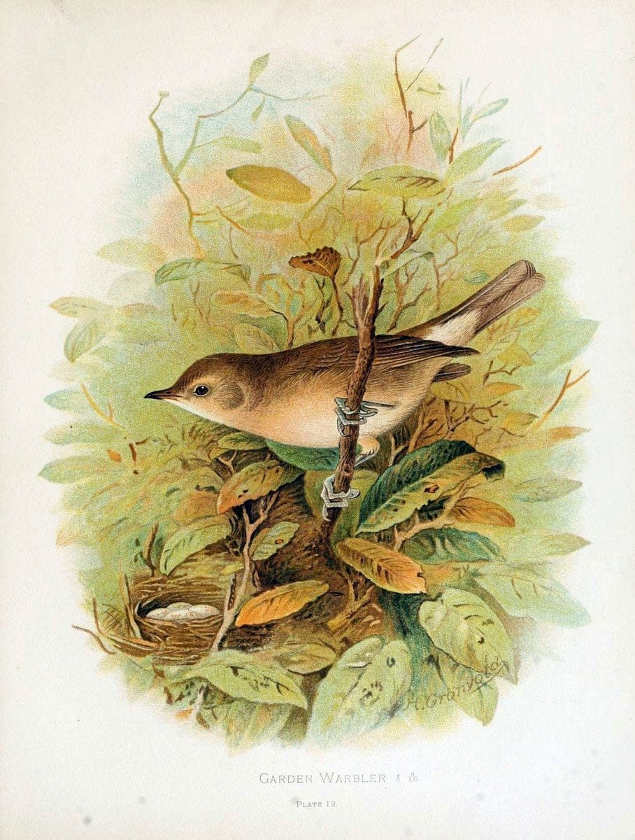 Birds of Great Britain and Ireland, Order Passeres,.London :Caxton Pub. Co.,[1907-08]. |  | Vintage Print Reproduction 462663