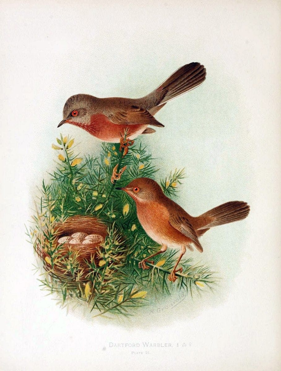 Birds of Great Britain and Ireland, Order Passeres,.London :Caxton Pub. Co.,[1907-08]. |  | Vintage Print Reproduction 462665