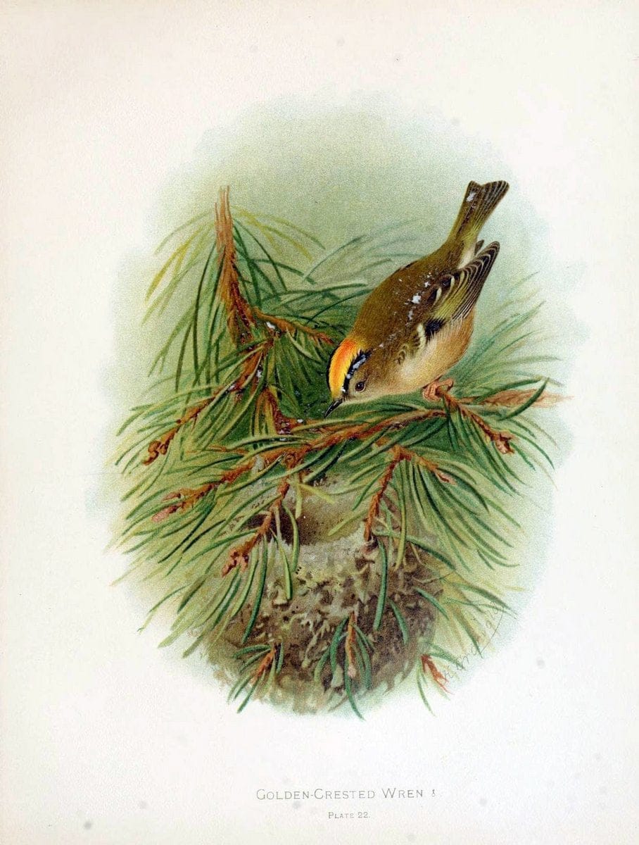 Birds of Great Britain and Ireland, Order Passeres,.London :Caxton Pub. Co.,[1907-08]. |  | Vintage Print Reproduction 462666