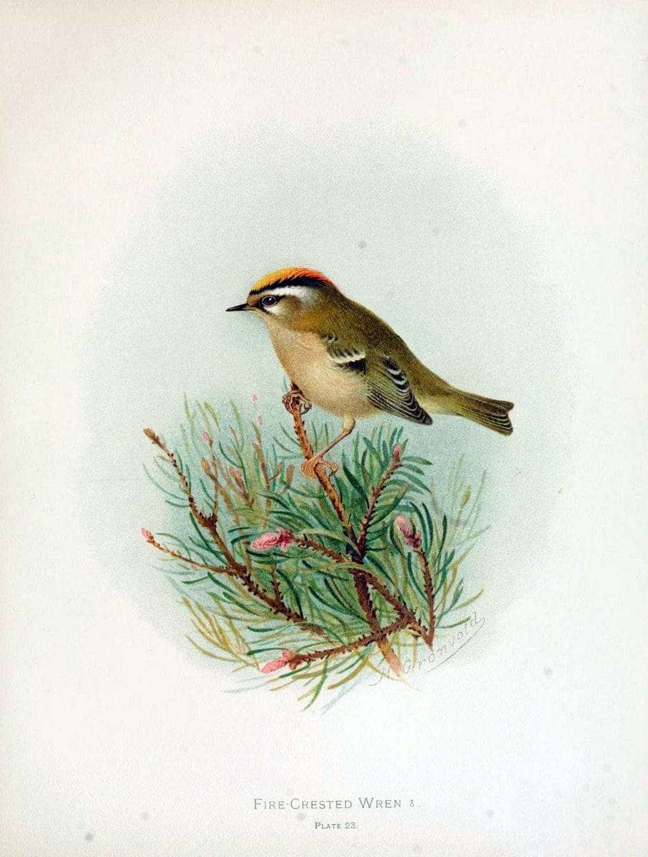 Birds of Great Britain and Ireland, Order Passeres,.London :Caxton Pub. Co.,[1907-08]. |  | Vintage Print Reproduction 462667