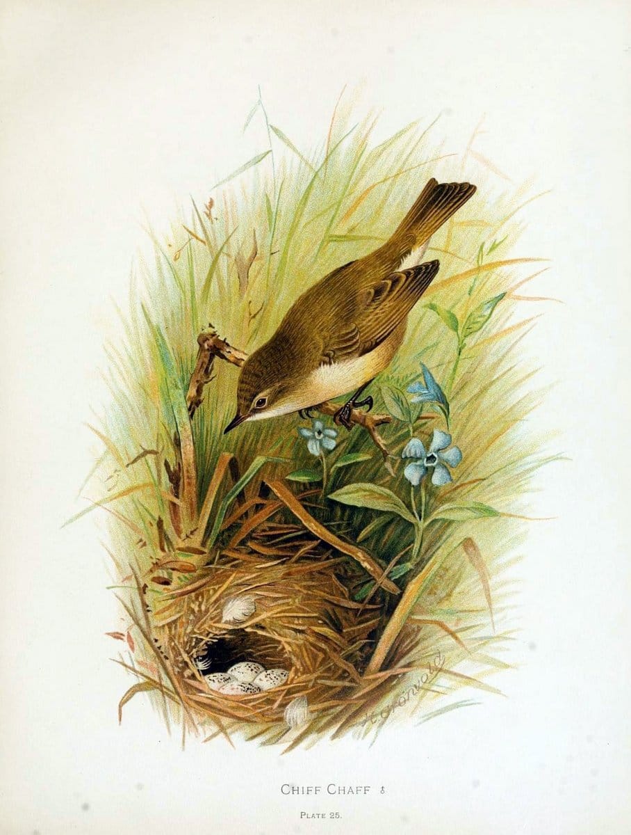 Birds of Great Britain and Ireland, Order Passeres,.London :Caxton Pub. Co.,[1907-08]. |  | Vintage Print Reproduction 462669