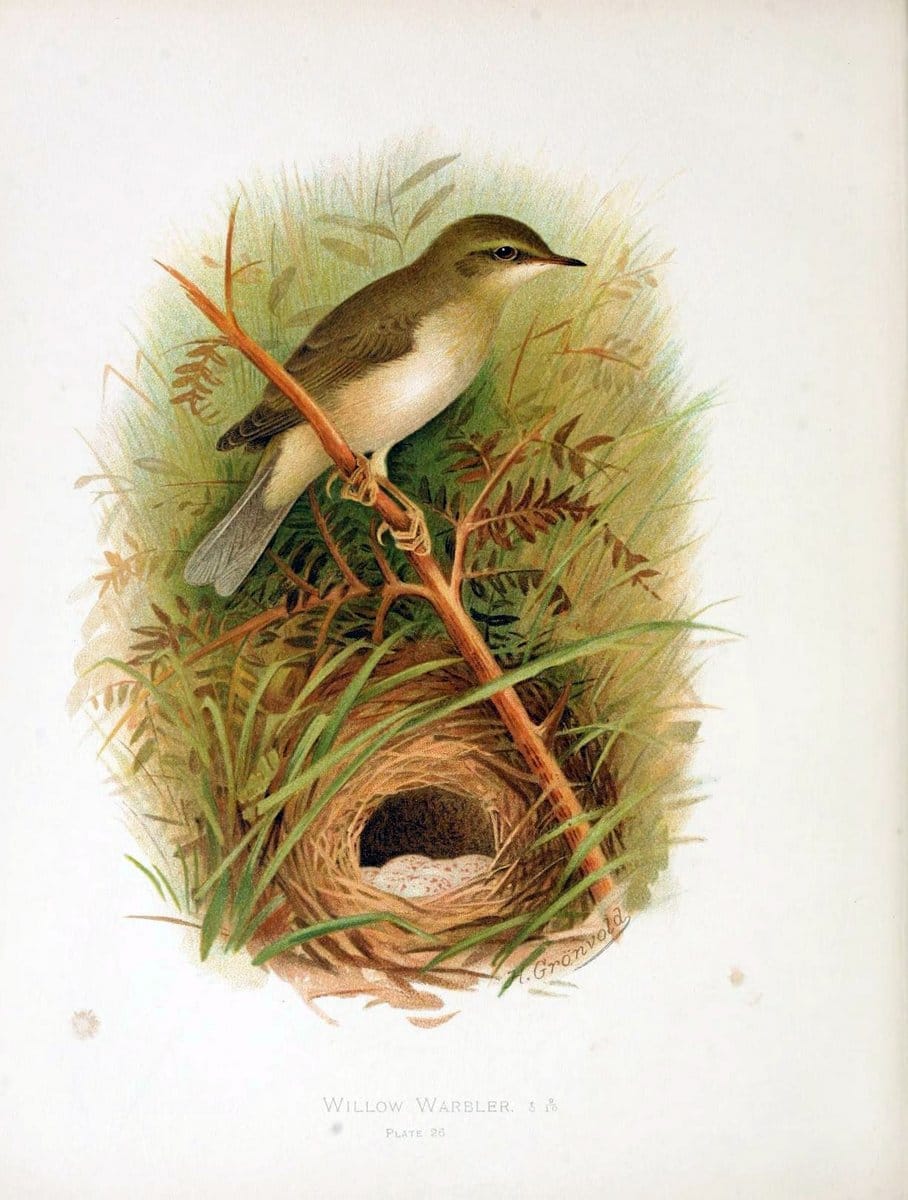Birds of Great Britain and Ireland, Order Passeres,.London :Caxton Pub. Co.,[1907-08]. |  | Vintage Print Reproduction 462670