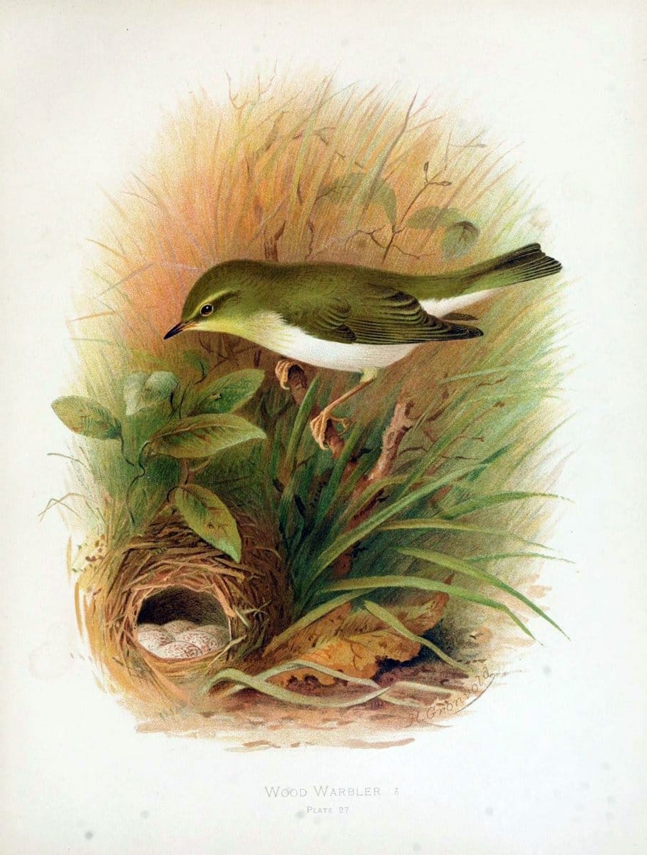 Birds of Great Britain and Ireland, Order Passeres,.London :Caxton Pub. Co.,[1907-08]. |  | Vintage Print Reproduction 462671