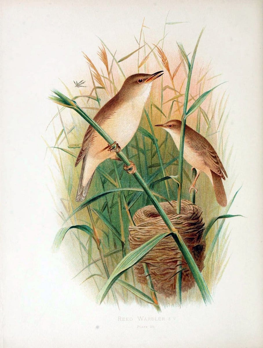 Birds of Great Britain and Ireland, Order Passeres,.London :Caxton Pub. Co.,[1907-08]. |  | Vintage Print Reproduction 462672