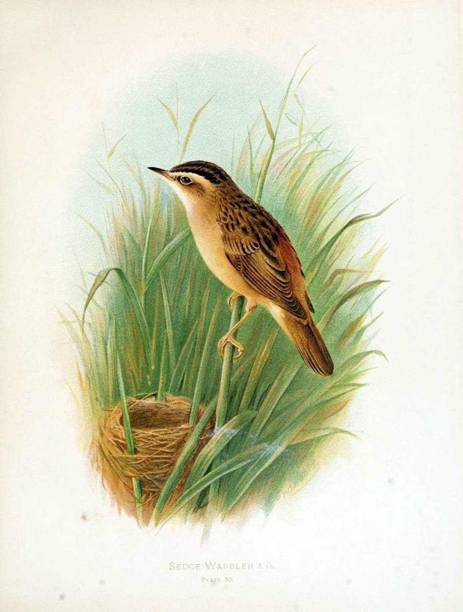 Birds of Great Britain and Ireland, Order Passeres,.London :Caxton Pub. Co.,[1907-08]. |  | Vintage Print Reproduction 462673