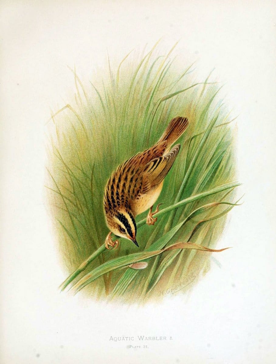 Birds of Great Britain and Ireland, Order Passeres,.London :Caxton Pub. Co.,[1907-08]. |  | Vintage Print Reproduction 462674