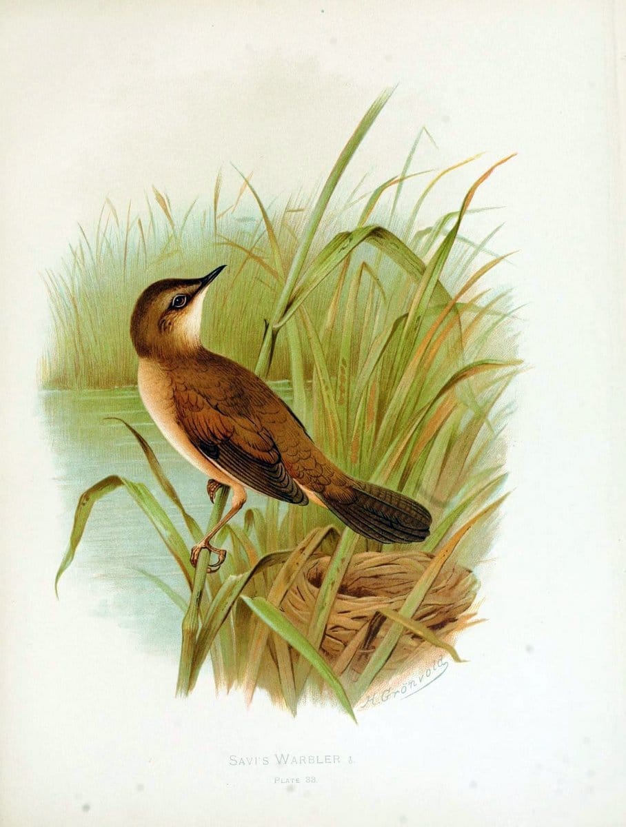 Birds of Great Britain and Ireland, Order Passeres,.London :Caxton Pub. Co.,[1907-08]. |  | Vintage Print Reproduction 462675