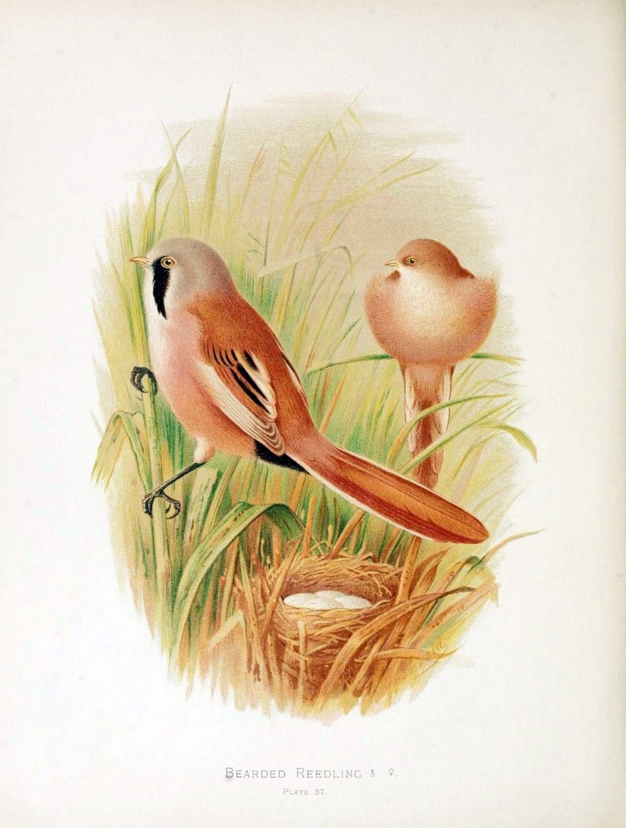 Birds of Great Britain and Ireland, Order Passeres,.London :Caxton Pub. Co.,[1907-08]. |  | Vintage Print Reproduction 462676