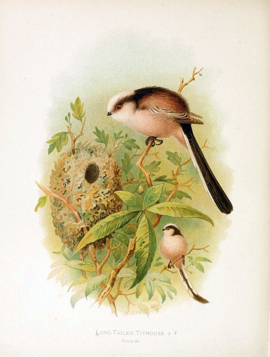 Birds of Great Britain and Ireland, Order Passeres,.London :Caxton Pub. Co.,[1907-08]. |  | Vintage Print Reproduction 462677