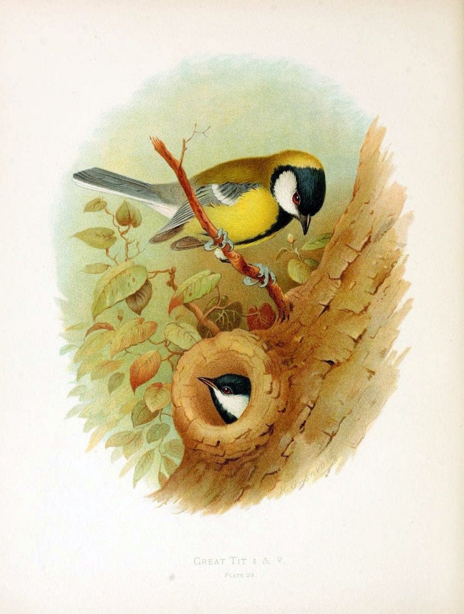 Birds of Great Britain and Ireland, Order Passeres,.London :Caxton Pub. Co.,[1907-08]. |  | Vintage Print Reproduction 462678