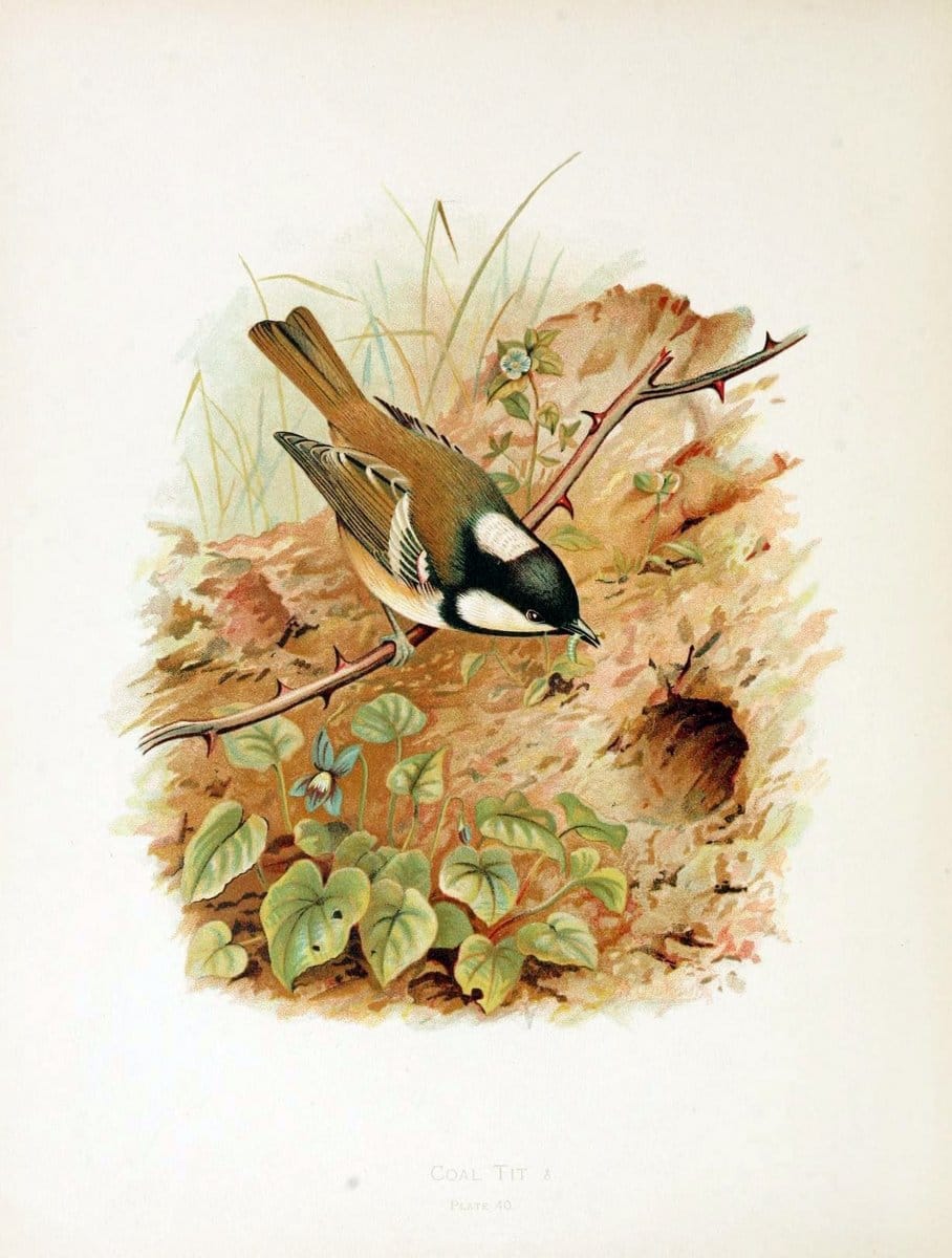 Birds of Great Britain and Ireland, Order Passeres,.London :Caxton Pub. Co.,[1907-08]. |  | Vintage Print Reproduction 462679