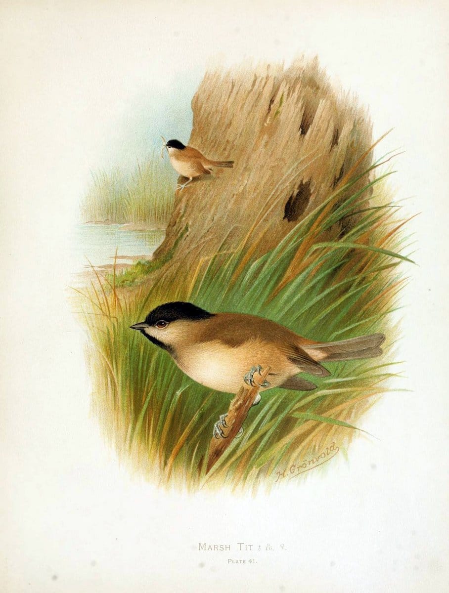 Birds of Great Britain and Ireland, Order Passeres,.London :Caxton Pub. Co.,[1907-08]. |  | Vintage Print Reproduction 462680