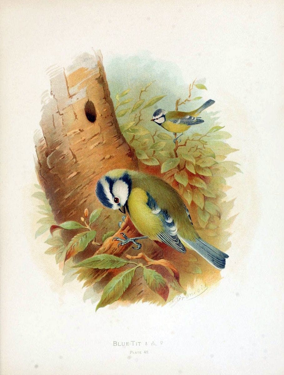 Birds of Great Britain and Ireland, Order Passeres,.London :Caxton Pub. Co.,[1907-08]. |  | Vintage Print Reproduction 462681