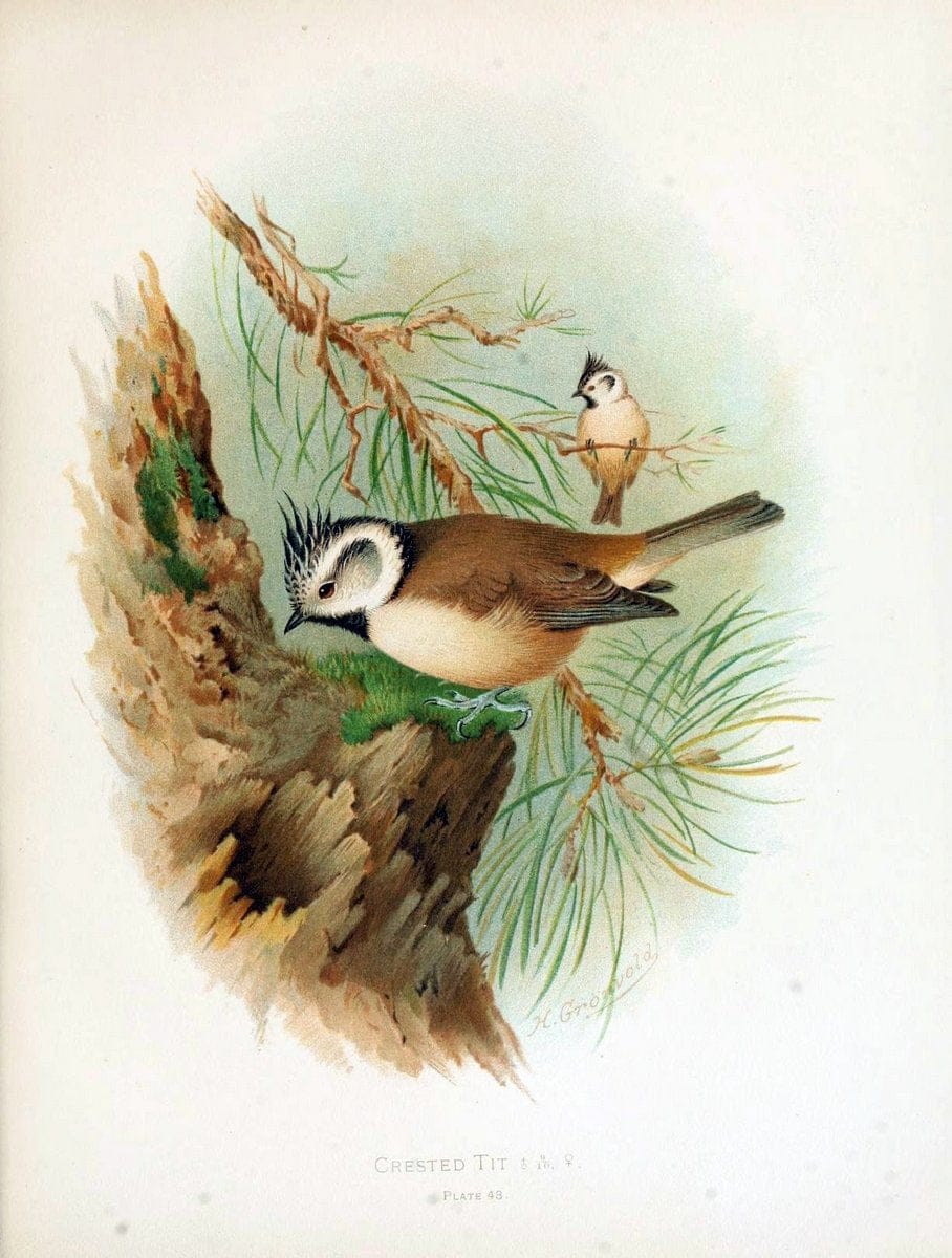 Birds of Great Britain and Ireland, Order Passeres,.London :Caxton Pub. Co.,[1907-08]. |  | Vintage Print Reproduction 462682