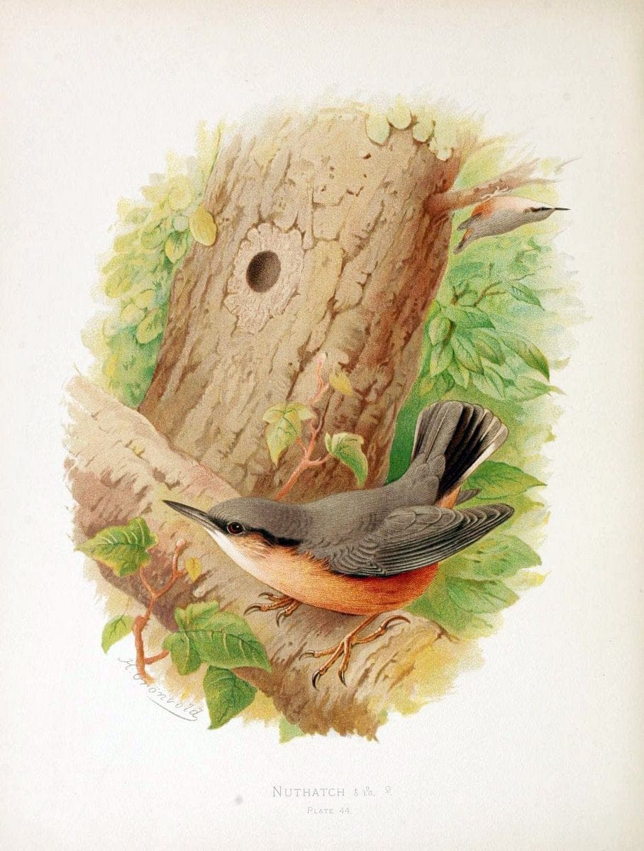 Birds of Great Britain and Ireland, Order Passeres,.London :Caxton Pub. Co.,[1907-08]. |  | Vintage Print Reproduction 462683