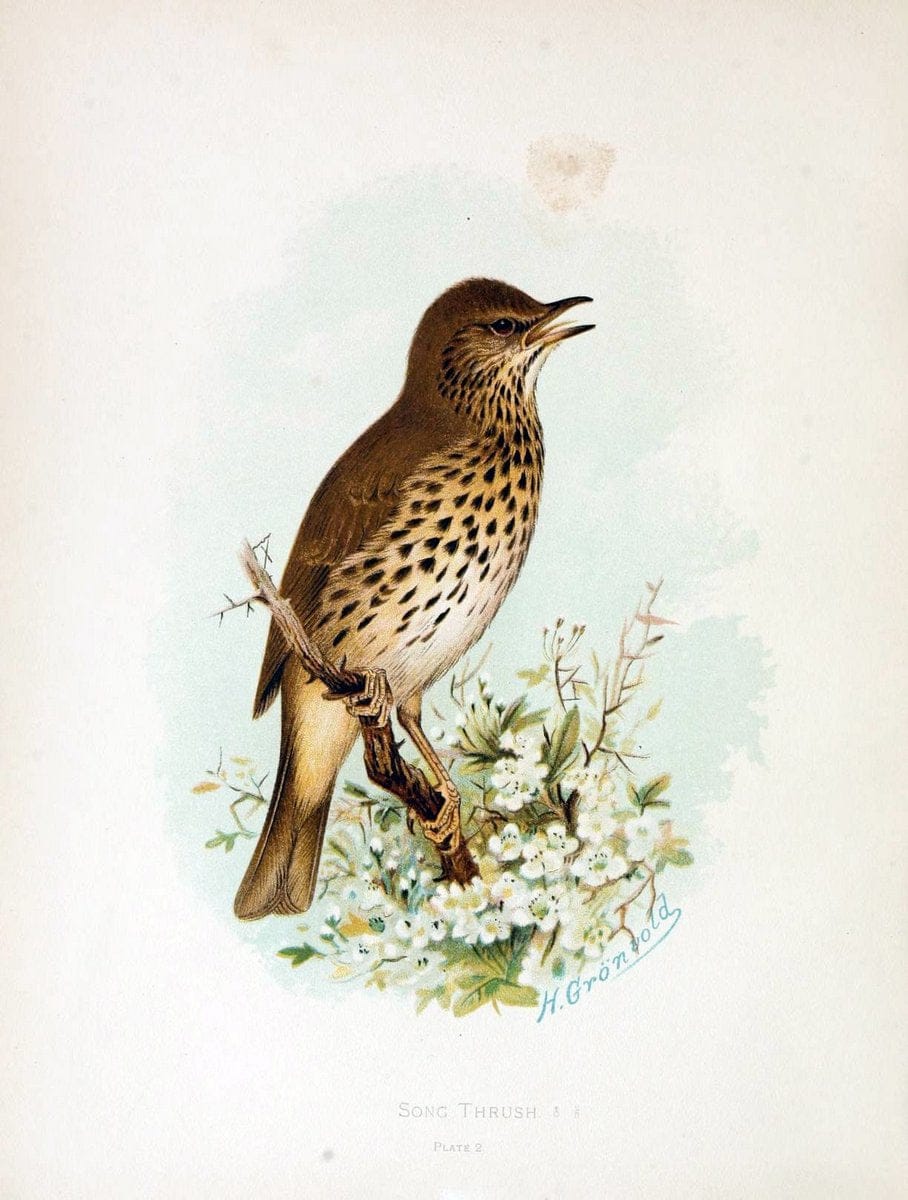 Birds of Great Britain and Ireland, Order Passeres,.London :Caxton Pub. Co.,[1907-08]. |  | Vintage Print Reproduction 462684