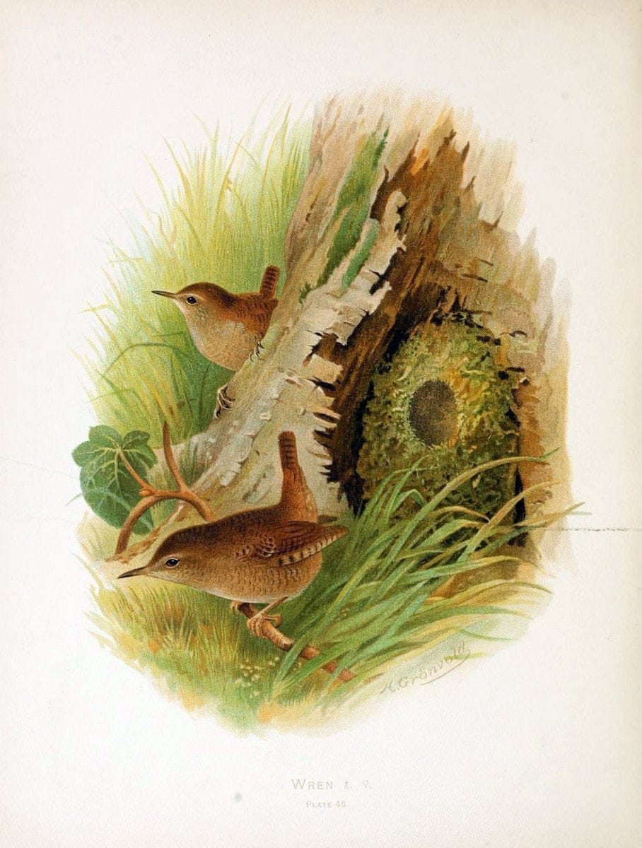 Birds of Great Britain and Ireland, Order Passeres,.London :Caxton Pub. Co.,[1907-08]. |  | Vintage Print Reproduction 462685
