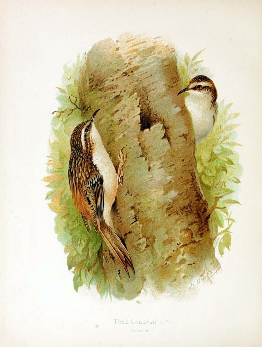 Birds of Great Britain and Ireland, Order Passeres,.London :Caxton Pub. Co.,[1907-08]. |  | Vintage Print Reproduction 462686