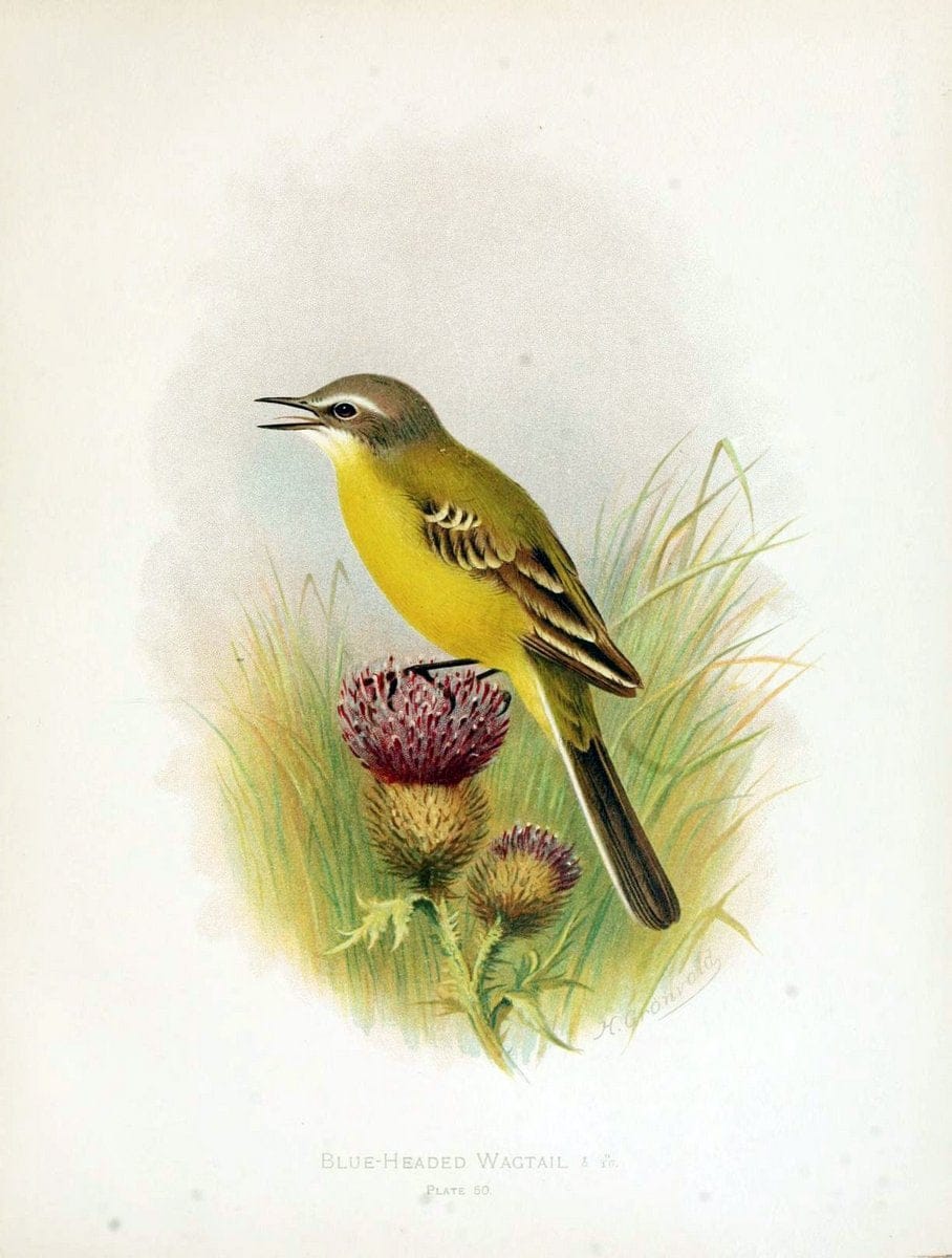 Birds of Great Britain and Ireland, Order Passeres,.London :Caxton Pub. Co.,[1907-08]. |  | Vintage Print Reproduction 462687