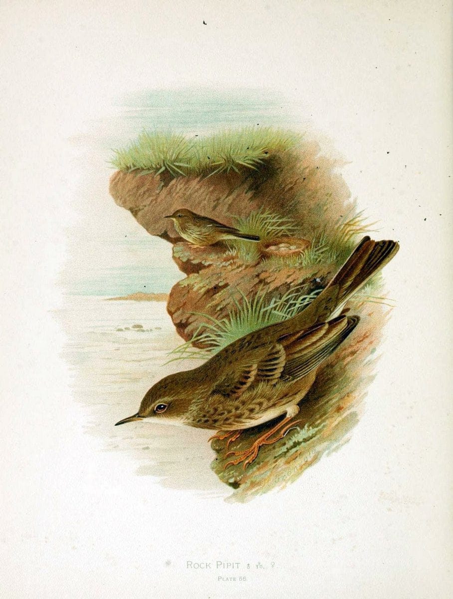 Birds of Great Britain and Ireland, Order Passeres,.London :Caxton Pub. Co.,[1907-08]. |  | Vintage Print Reproduction 462688