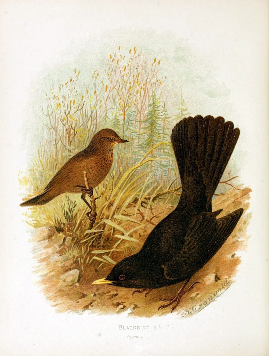Birds of Great Britain and Ireland, Order Passeres,.London :Caxton Pub. Co.,[1907-08]. |  | Vintage Print Reproduction 462690