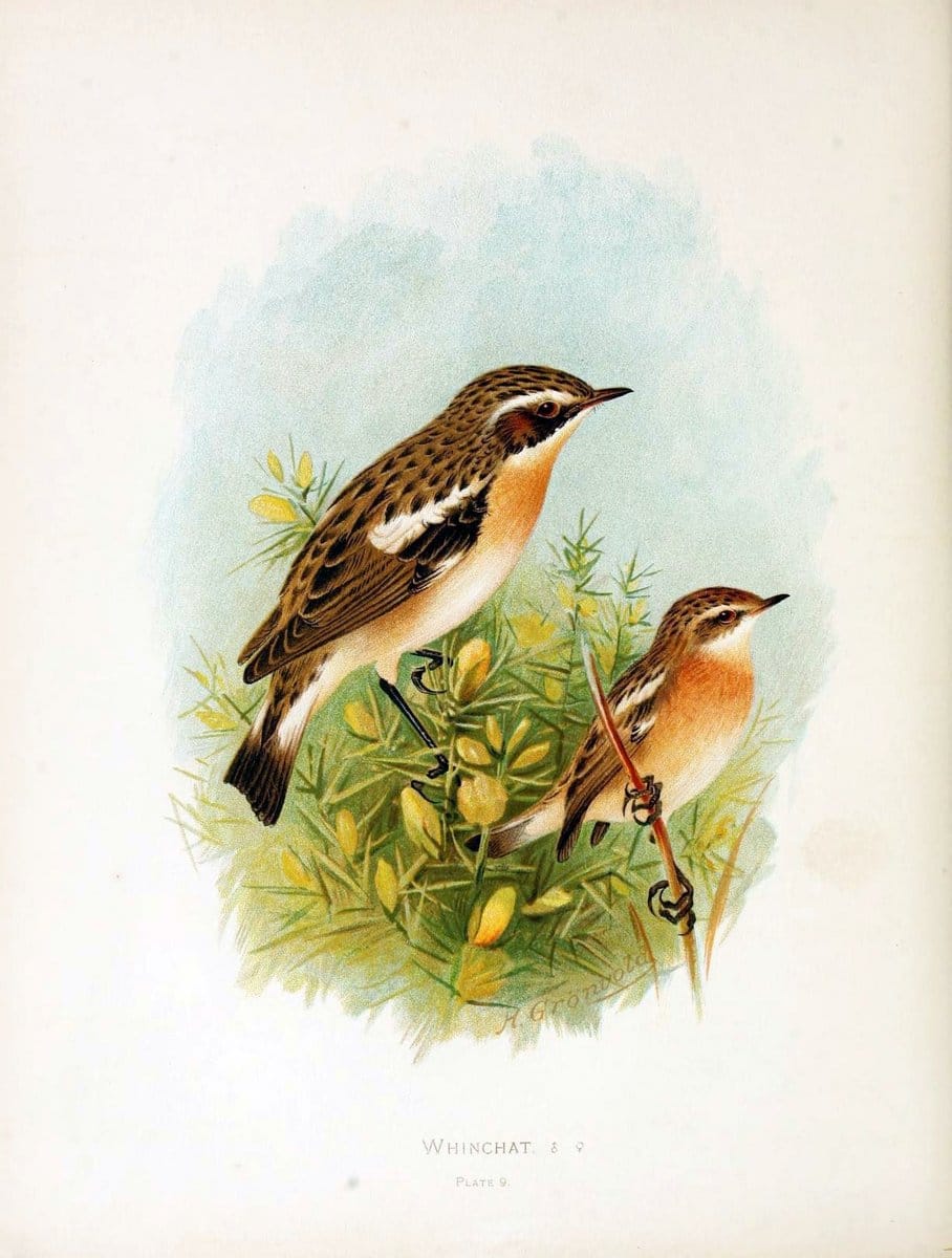 Birds of Great Britain and Ireland, Order Passeres,.London :Caxton Pub. Co.,[1907-08]. |  | Vintage Print Reproduction 462691