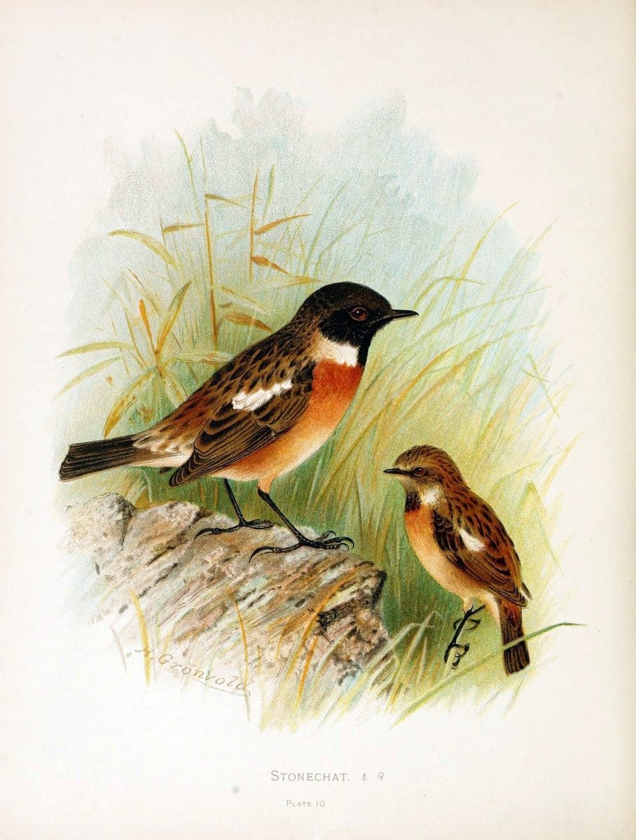 Birds of Great Britain and Ireland, Order Passeres,.London :Caxton Pub. Co.,[1907-08]. |  | Vintage Print Reproduction 462692