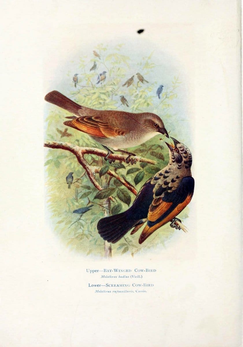 Birds of La Plata,.London [etc.] :E.P. Dutton  Co.,1920.. |  | Vintage Print Reproduction 462694