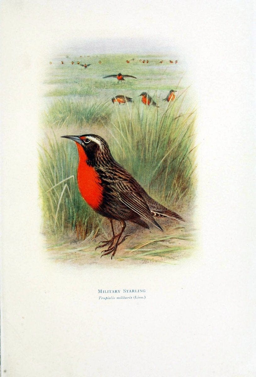 Birds of La Plata,.London [etc.] :E.P. Dutton  Co.,1920.. |  | Vintage Print Reproduction 462695